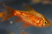 Long Finned Tangerine Barb - Quantity of 3